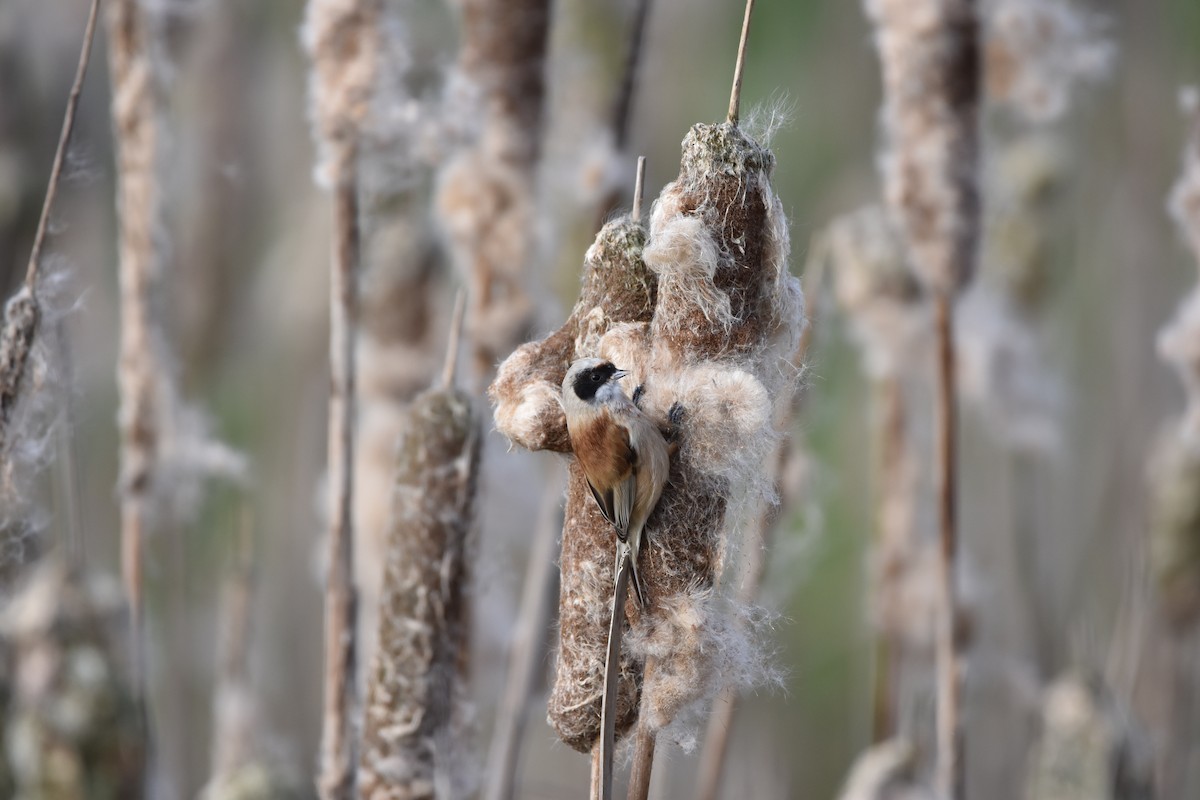 Eurasian Penduline-Tit - ML624597129