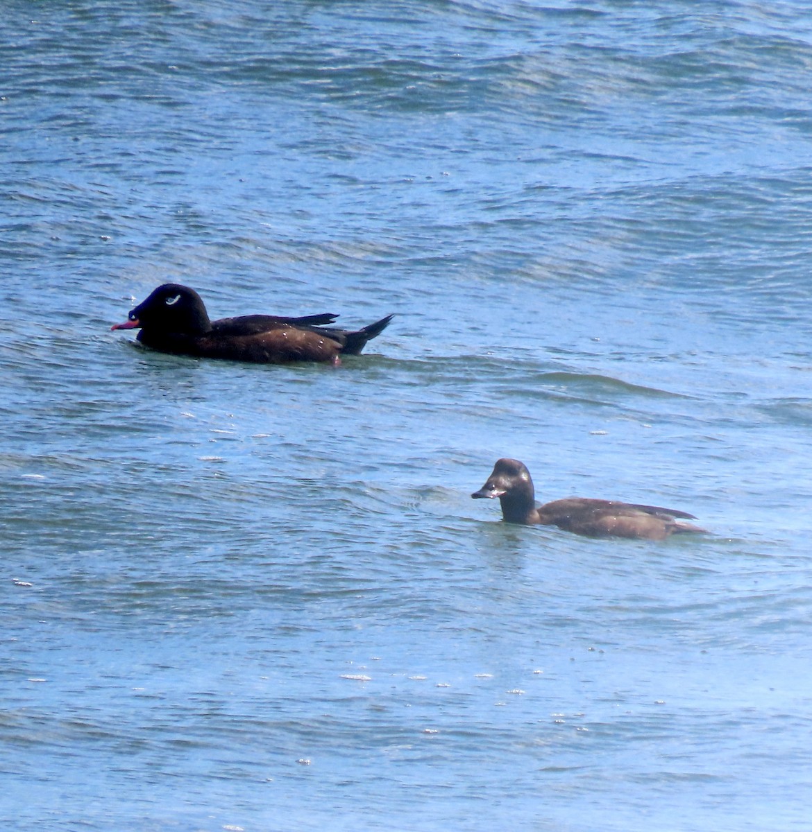 White-winged Scoter - Shilo McDonald