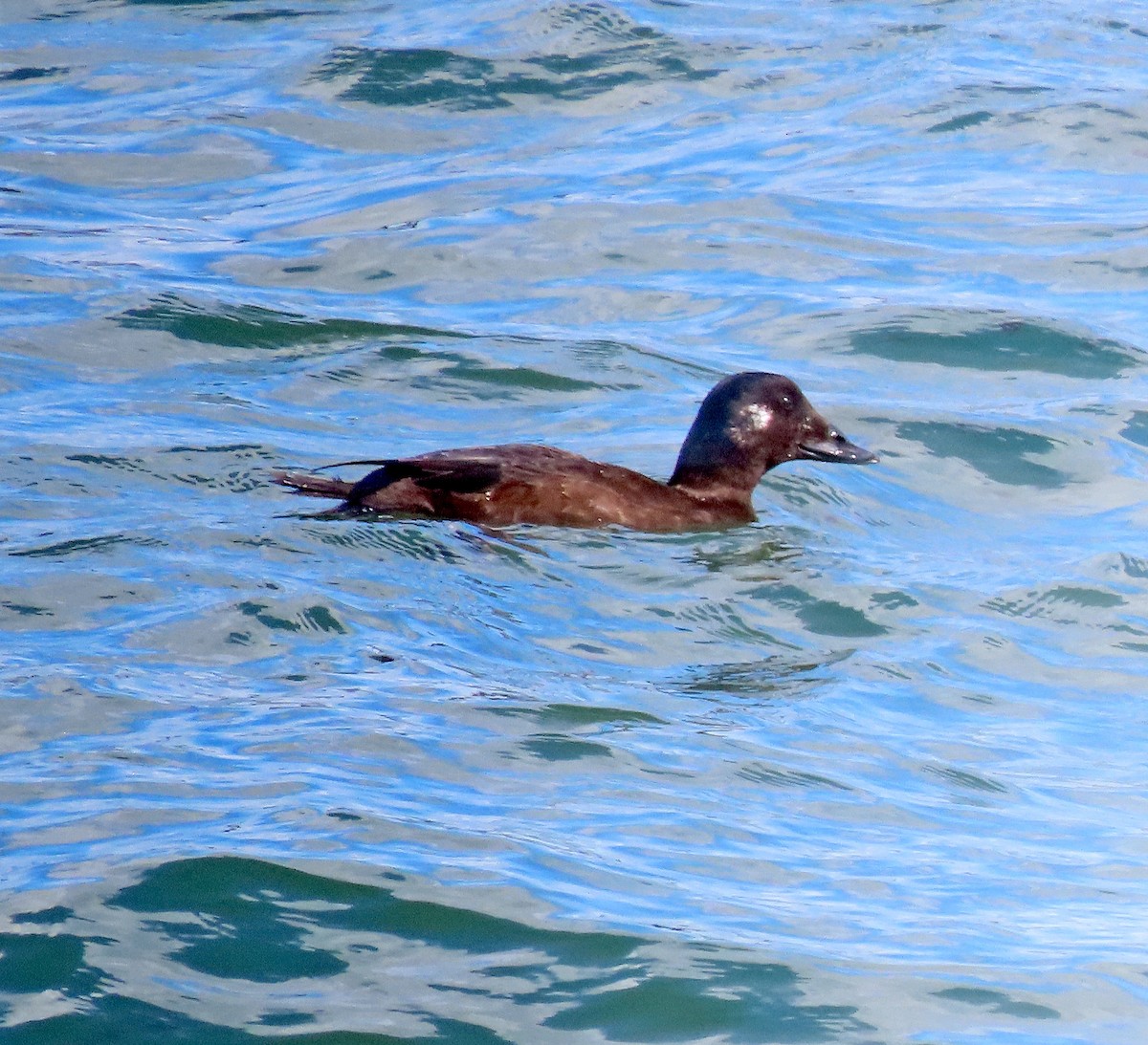 White-winged Scoter - ML624597131