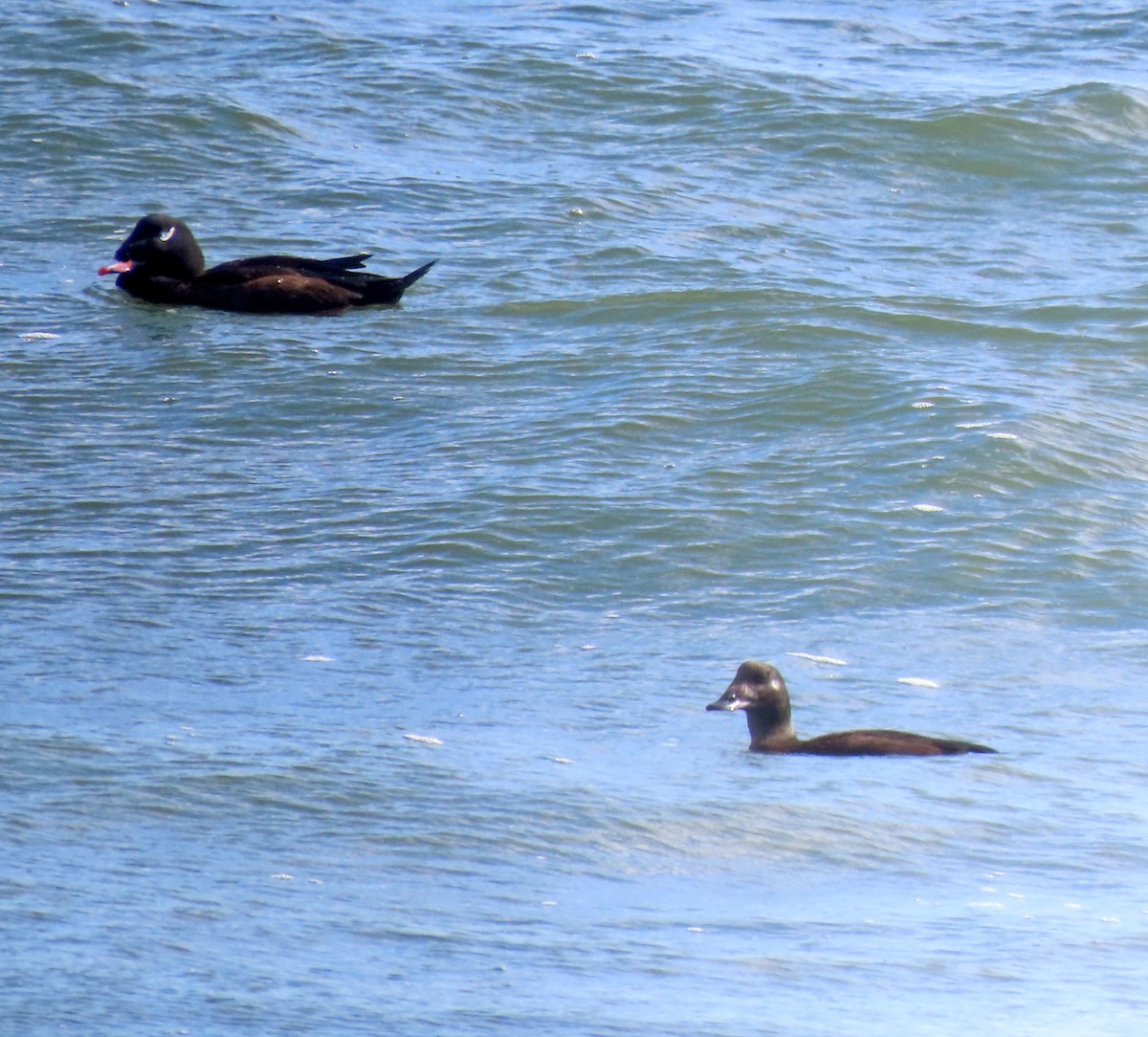 White-winged Scoter - Shilo McDonald