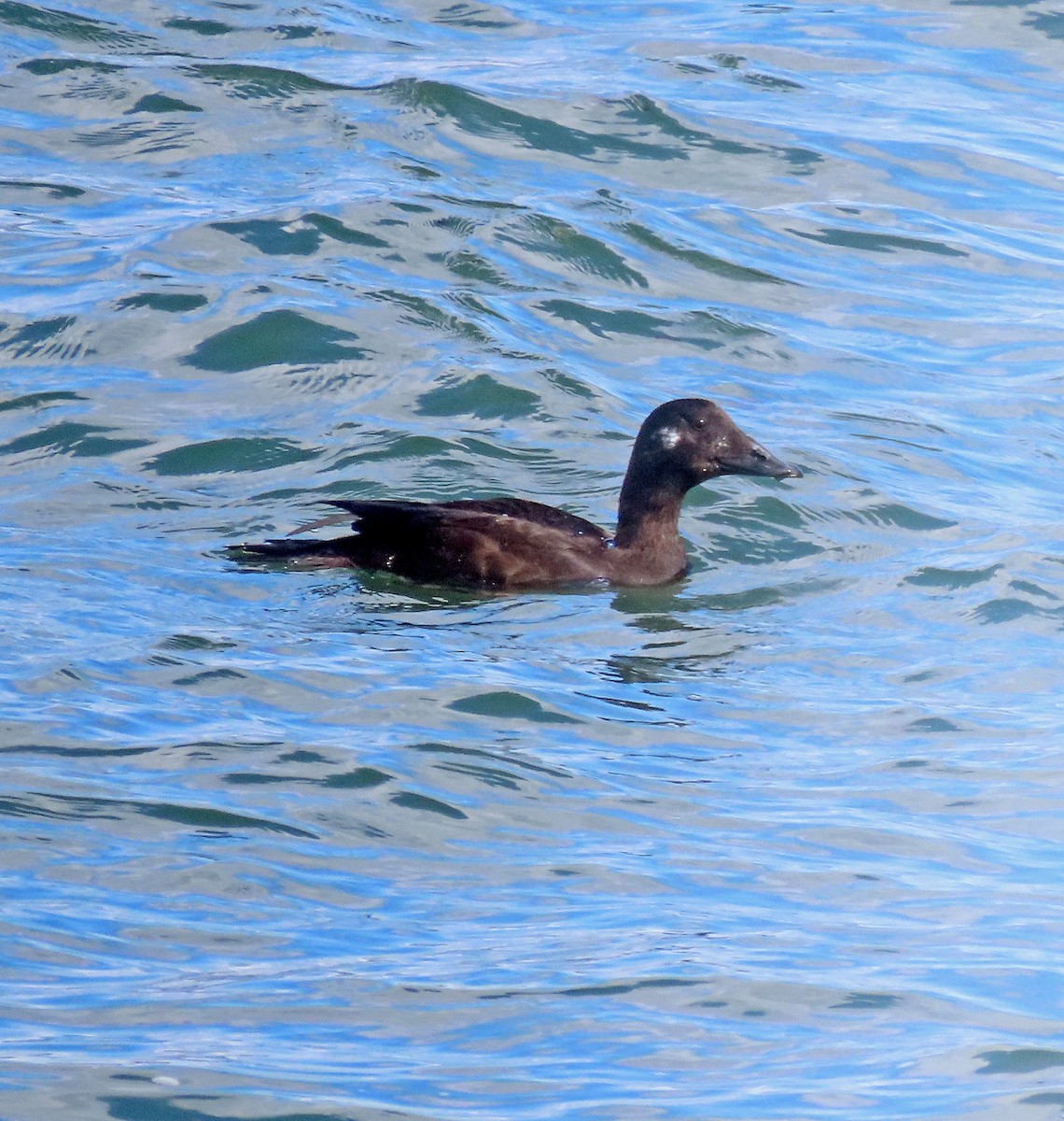 White-winged Scoter - ML624597133