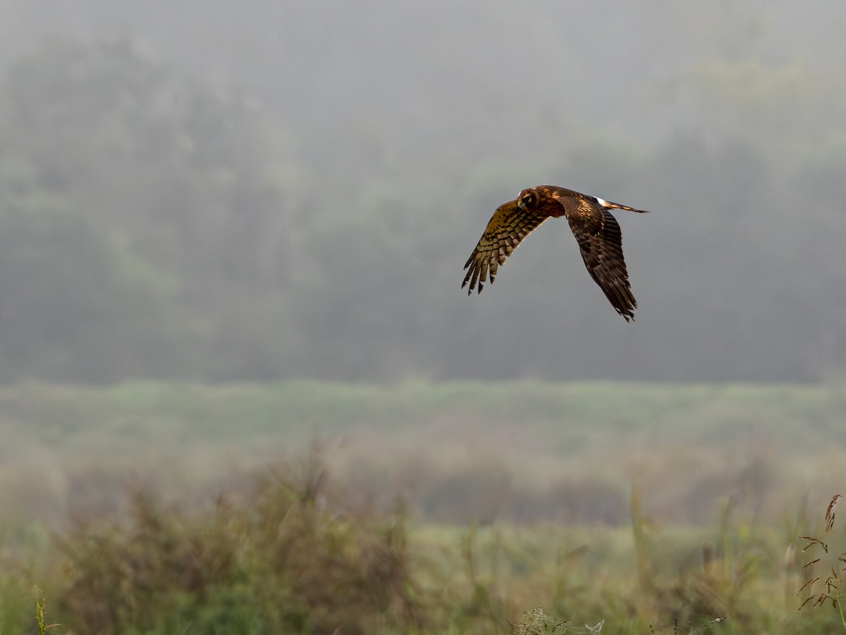 Northern Harrier - ML624597134