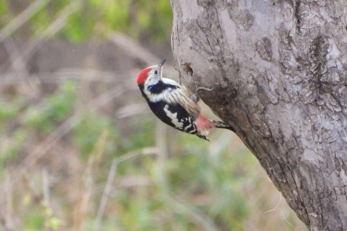 Middle Spotted Woodpecker - ML624597138