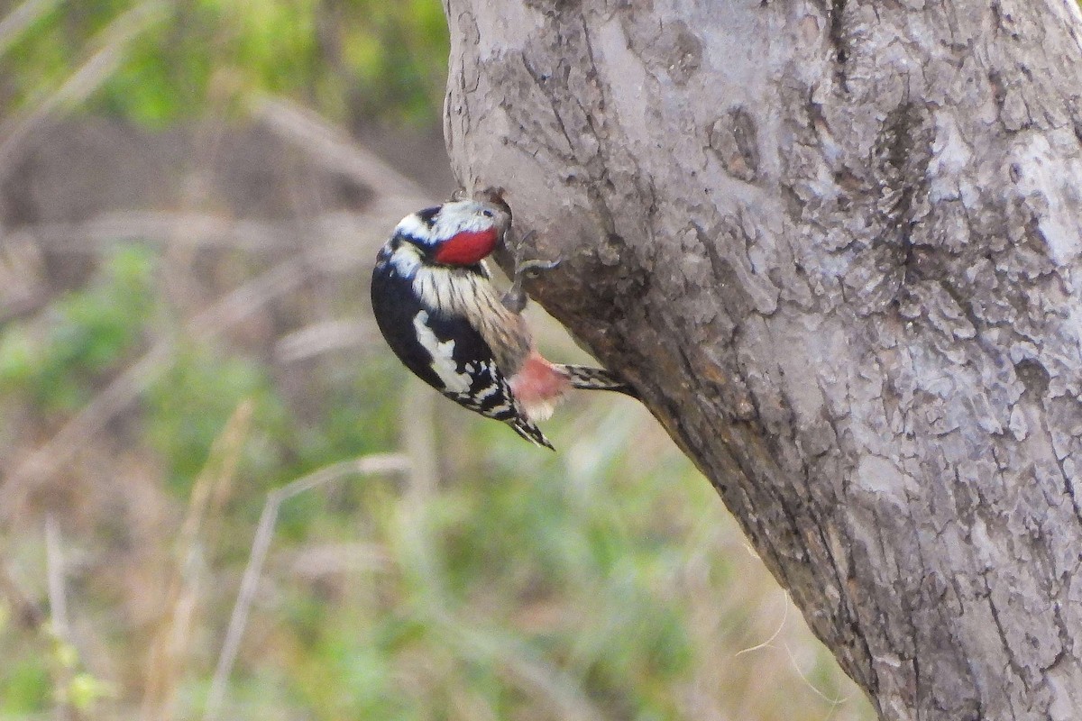 Middle Spotted Woodpecker - ML624597139