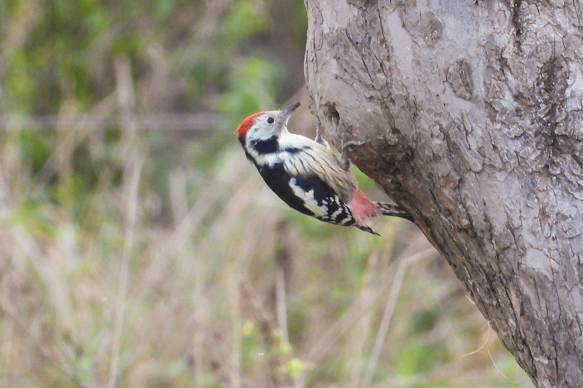 Middle Spotted Woodpecker - ML624597140