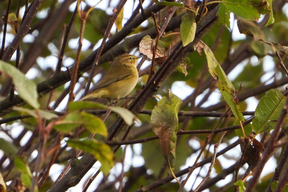 Common Chiffchaff - ML624597147