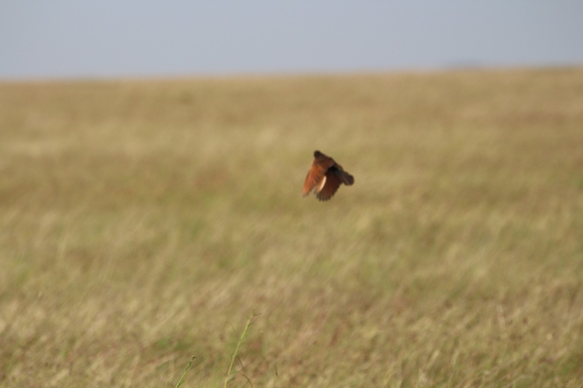 Black Coucal - ML624597153