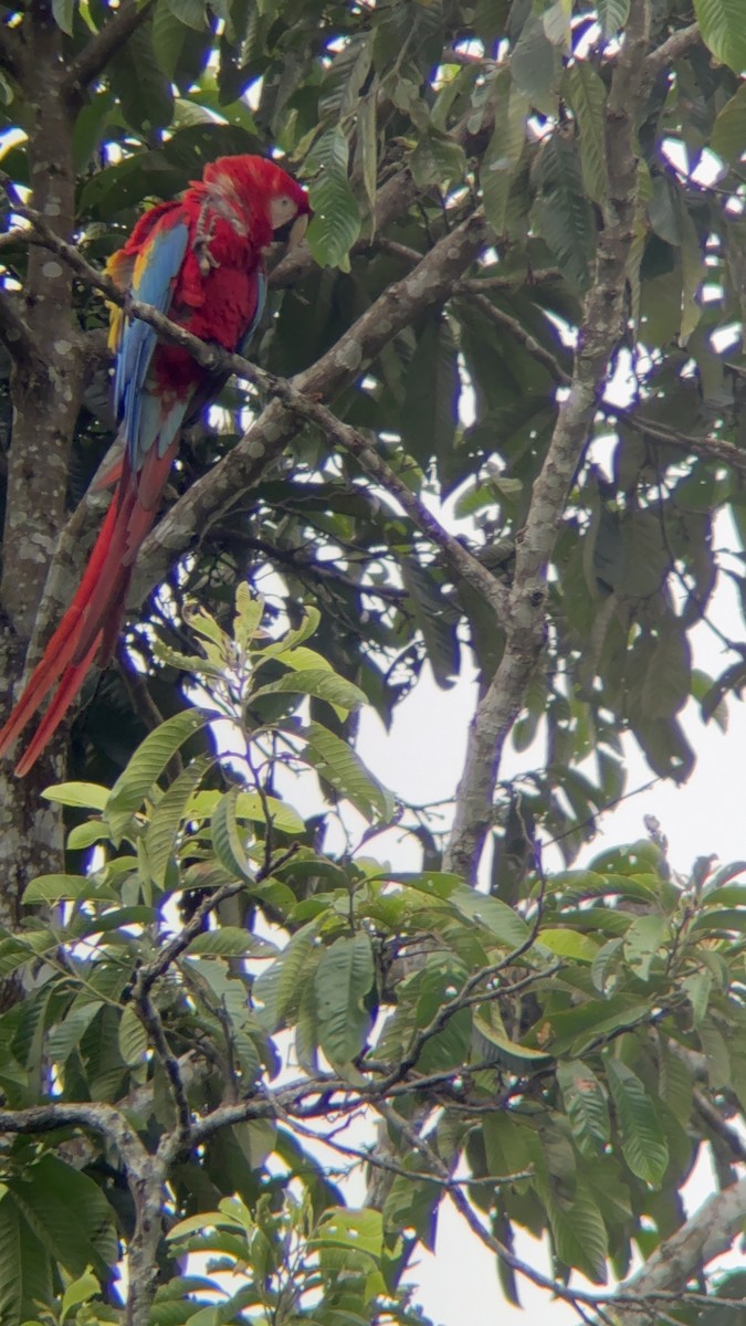 Scarlet Macaw - ML624597154