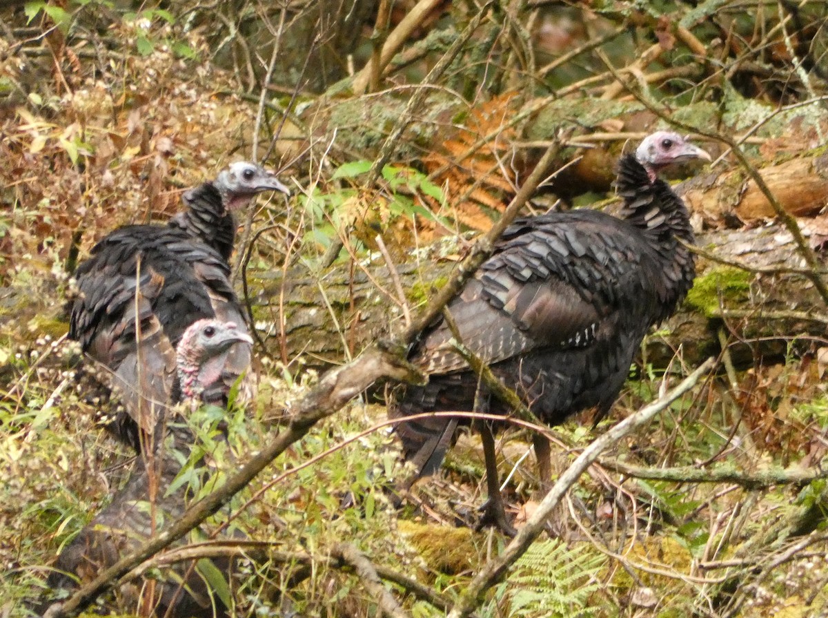 Wild Turkey - ML624597155