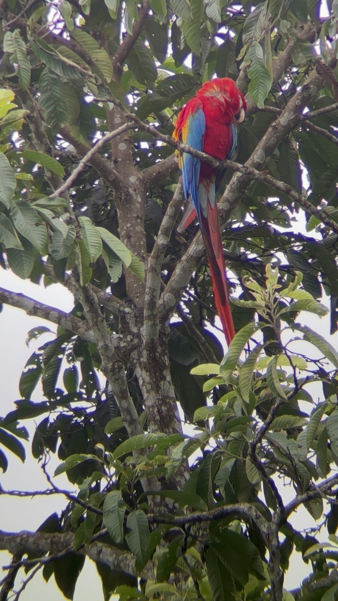 Scarlet Macaw - ML624597156