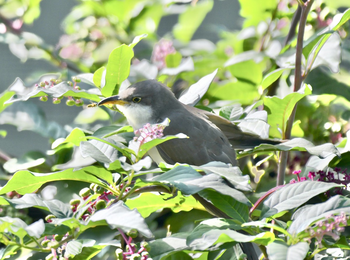 Yellow-billed Cuckoo - ML624597158