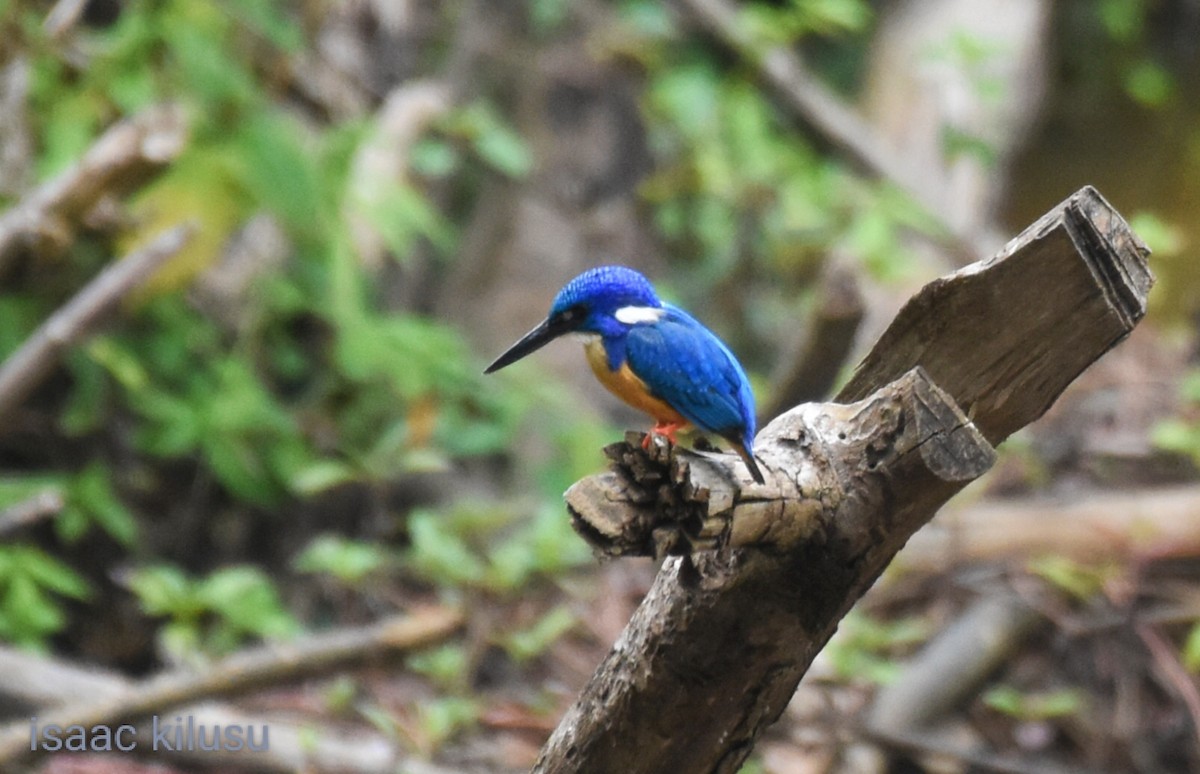 Half-collared Kingfisher - ML624597162