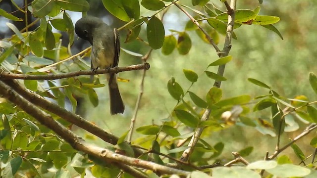 Southern Tropical Pewee - ML624597292