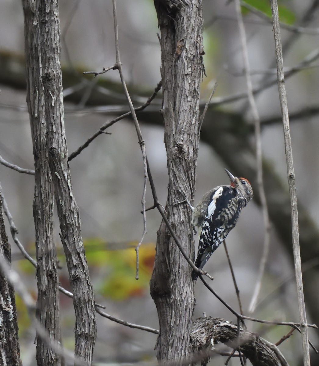 Yellow-bellied Sapsucker - ML624597322