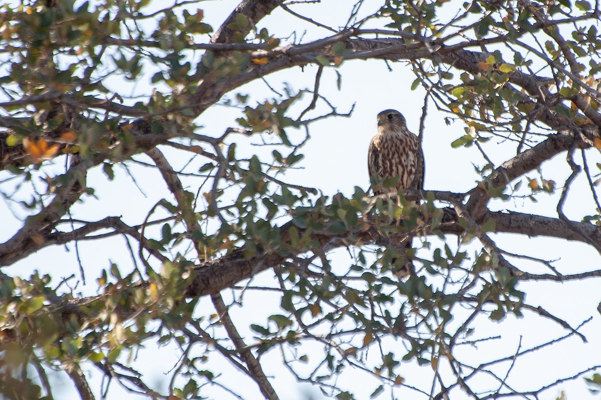 Підсоколик малий (підвид columbarius) - ML624597443
