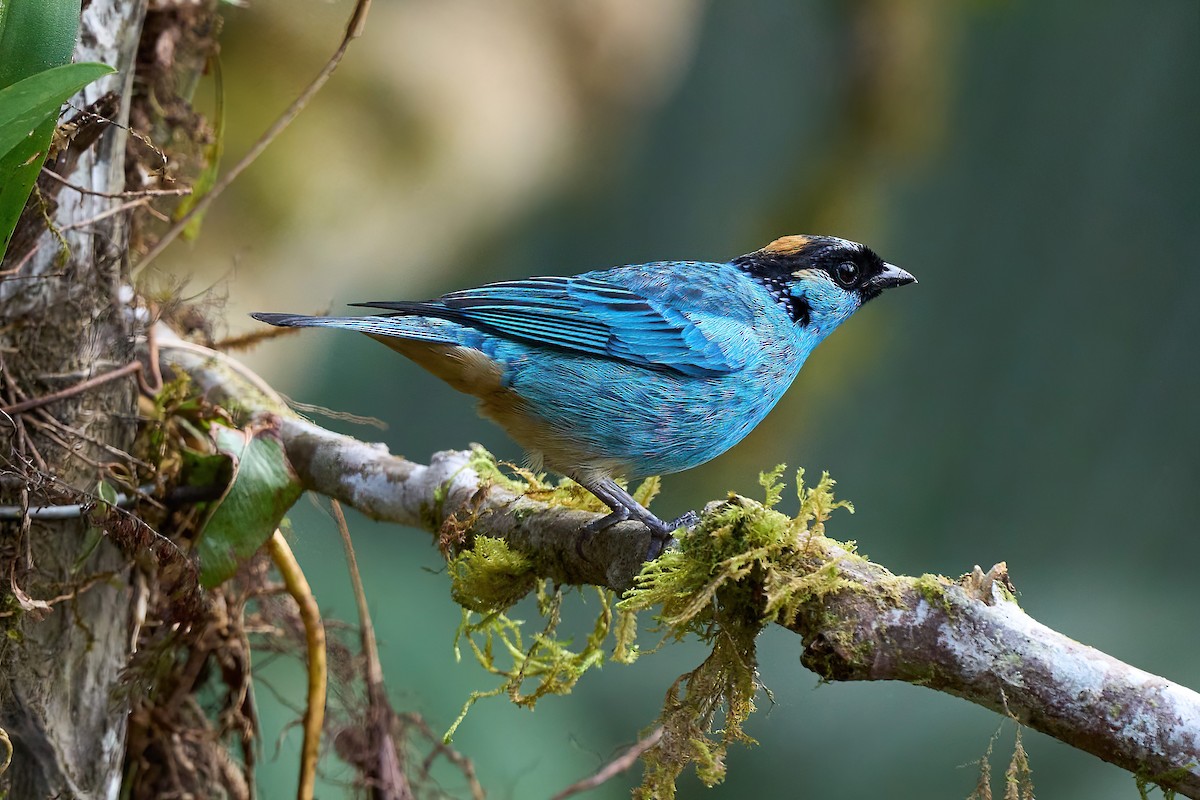 Golden-naped Tanager - Beata Milhano