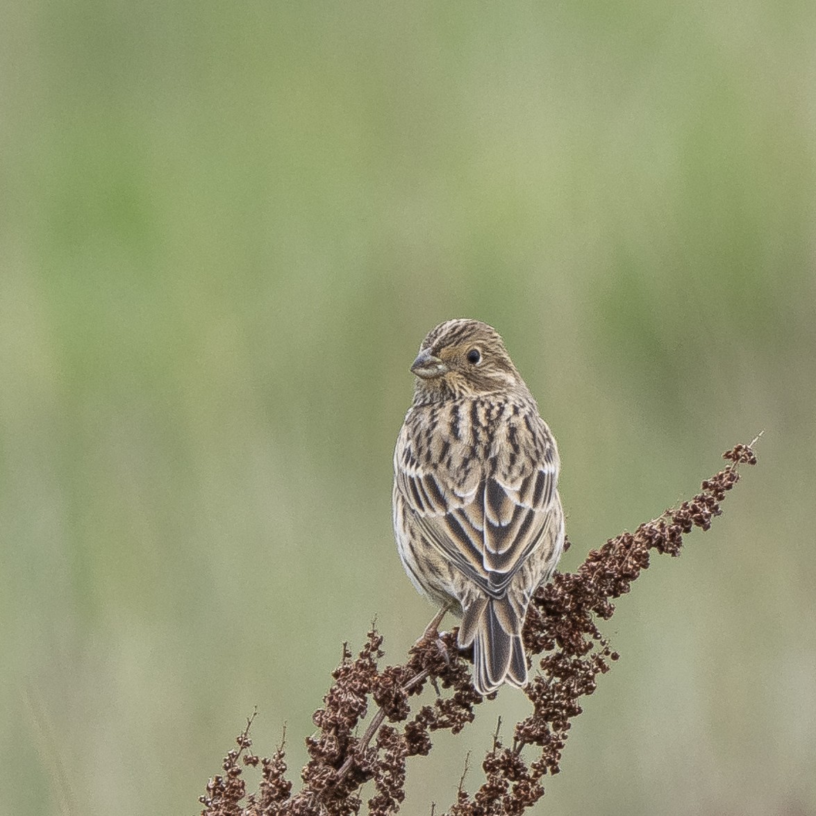 Corn Bunting - ML624597628
