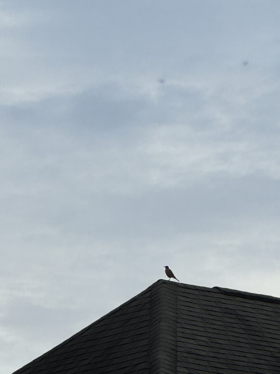 American Robin - ML624597660