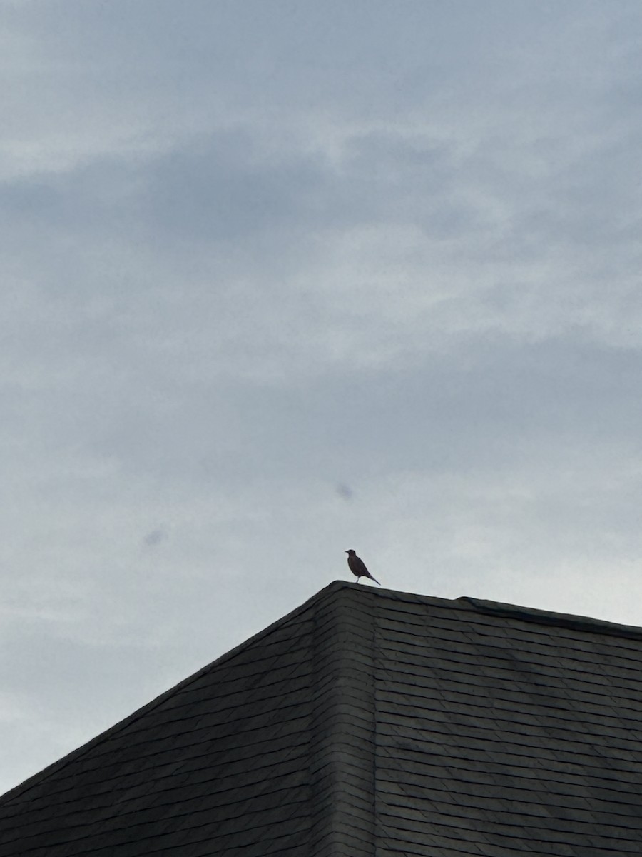 American Robin - ML624597661