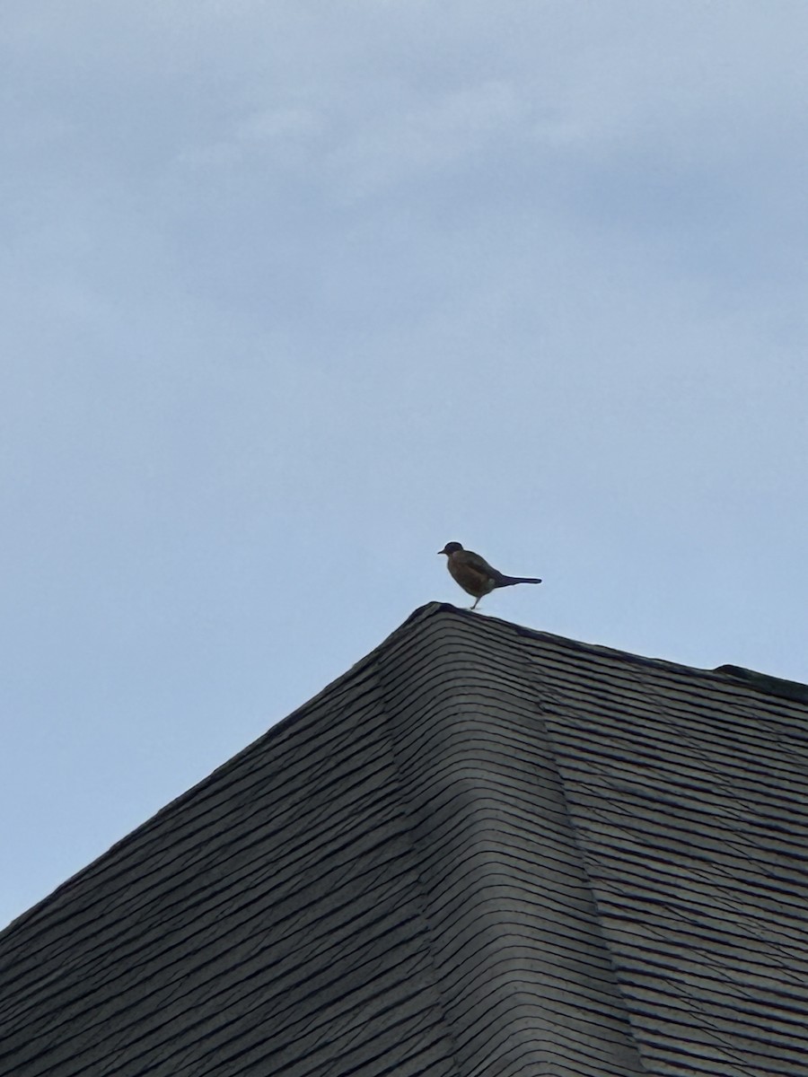 American Robin - ML624597662