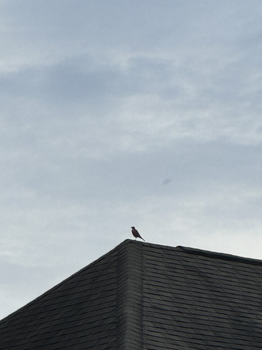 American Robin - ML624597666