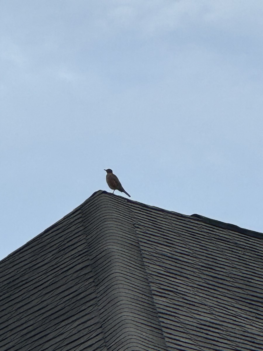 American Robin - ML624597667