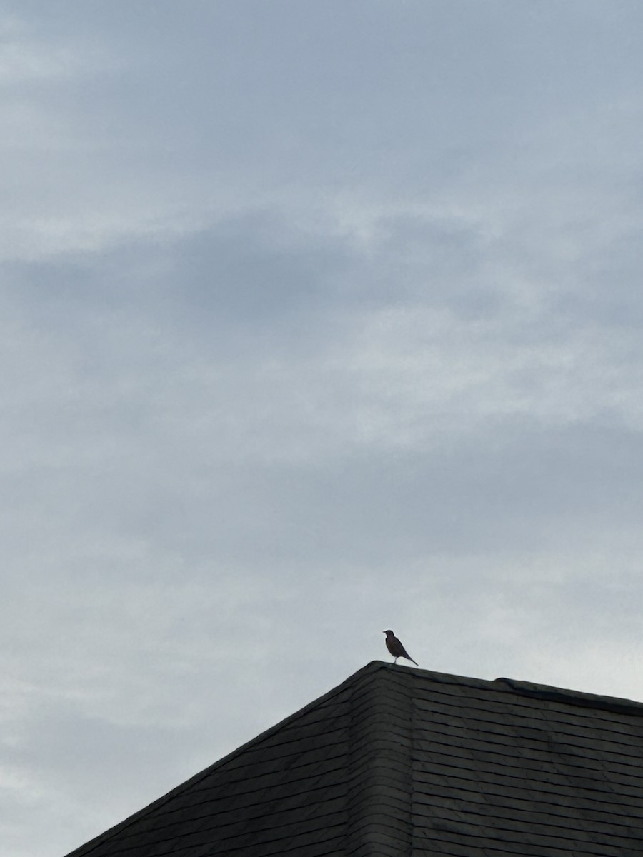 American Robin - ML624597668