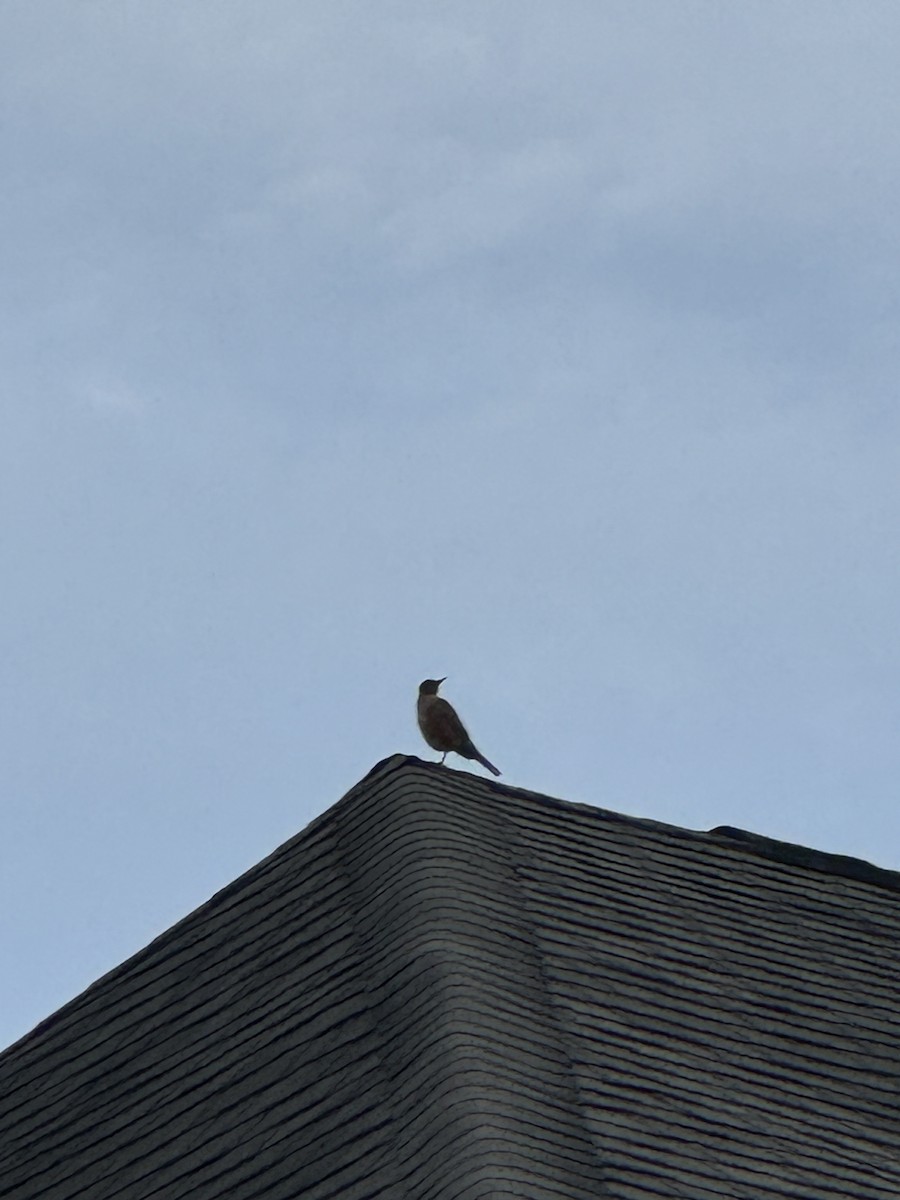 American Robin - ML624597669