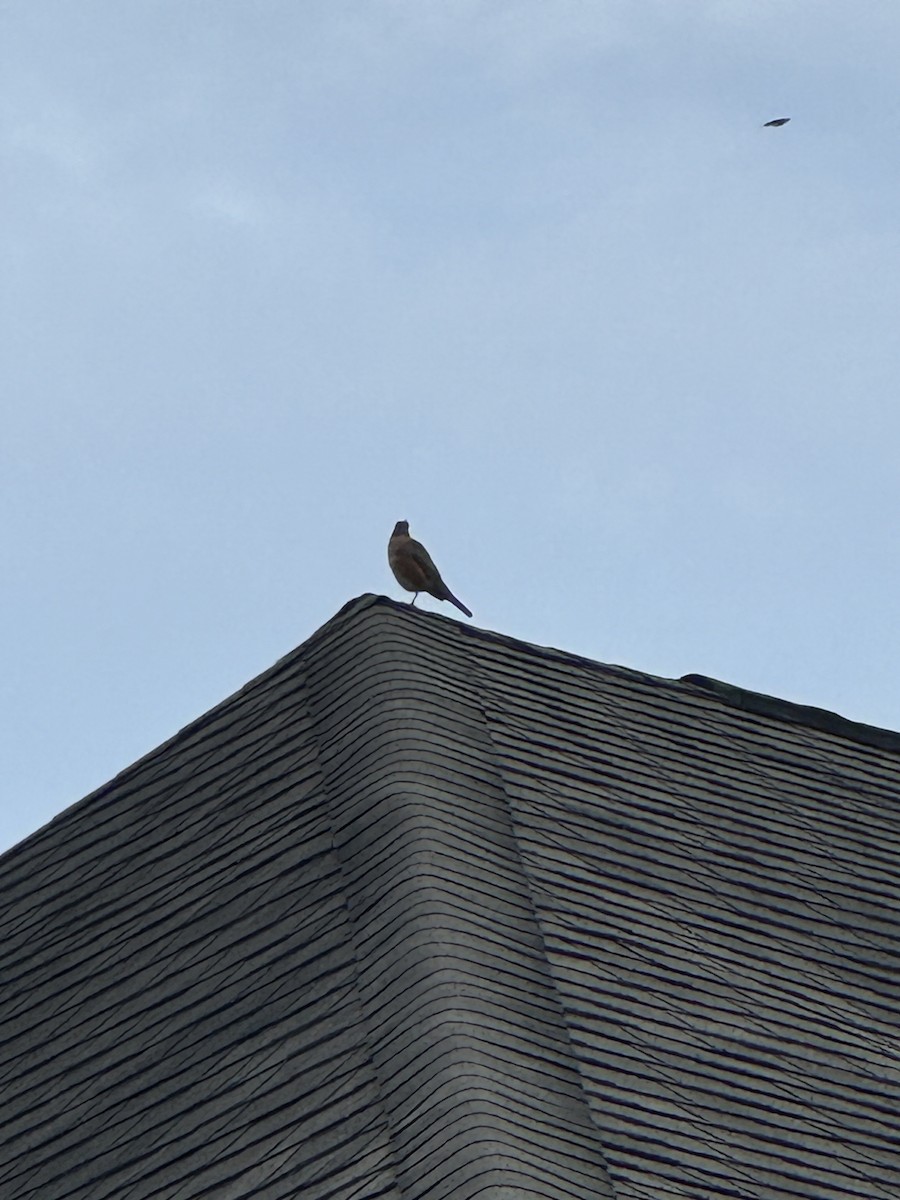 American Robin - ML624597670