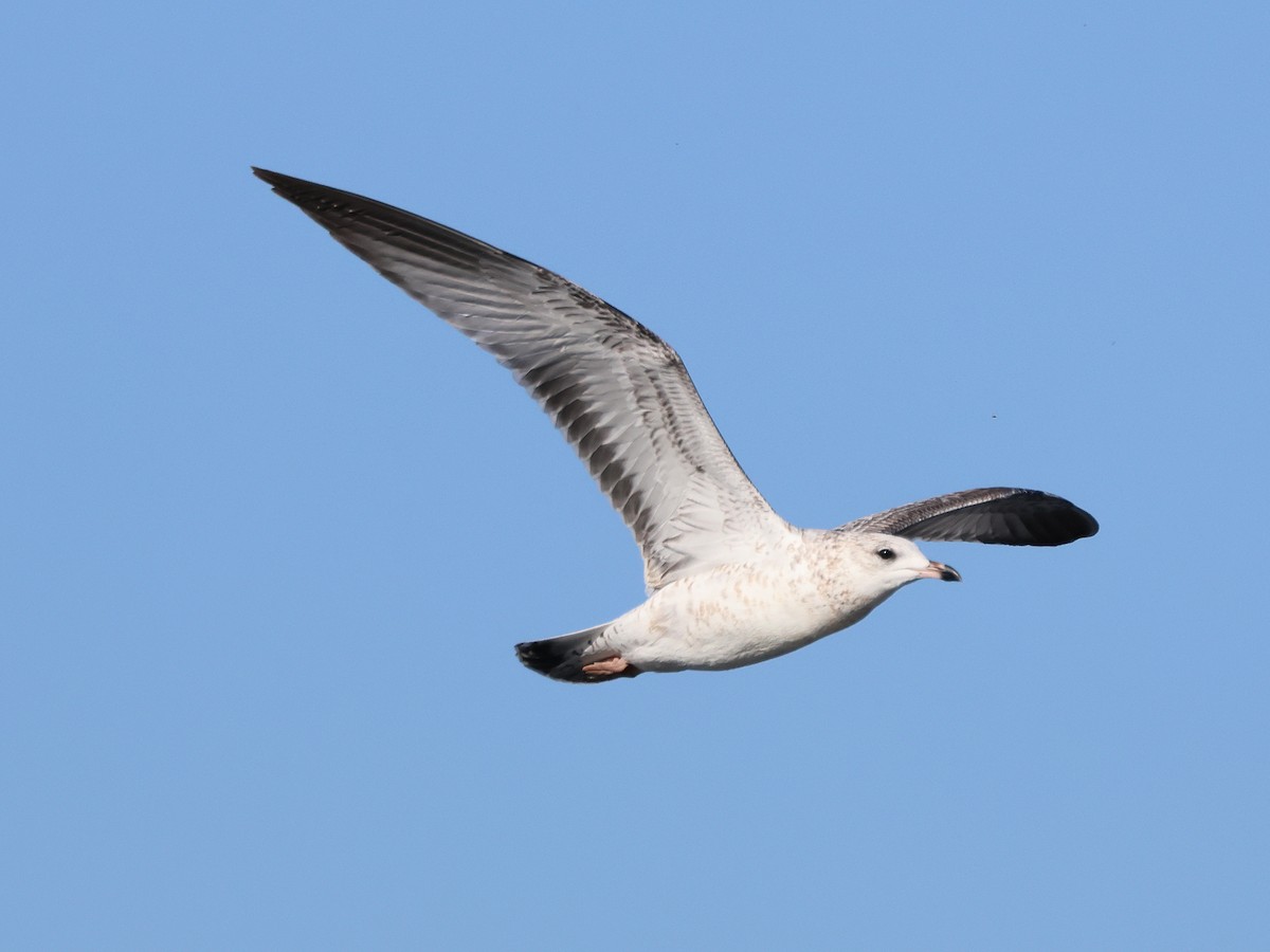 Gaviota de Delaware - ML624597696