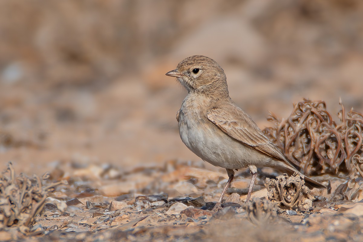 Allodola del deserto minore - ML624597744