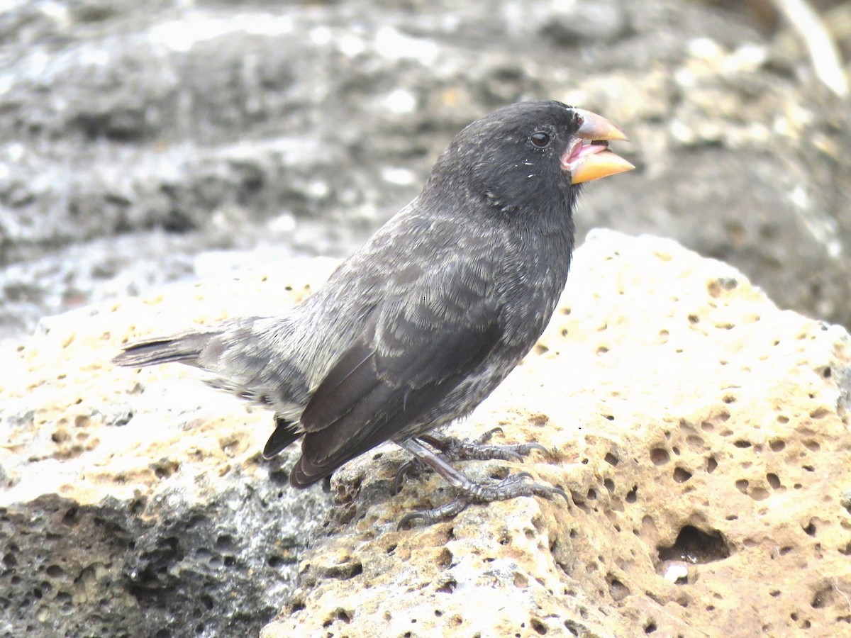 Large Ground-Finch - ML624597896