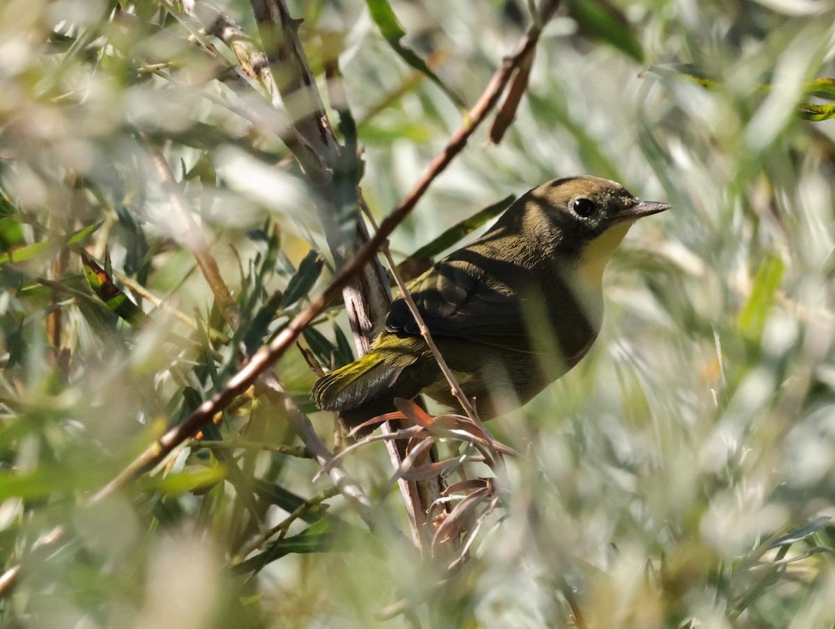 Weidengelbkehlchen - ML624597974