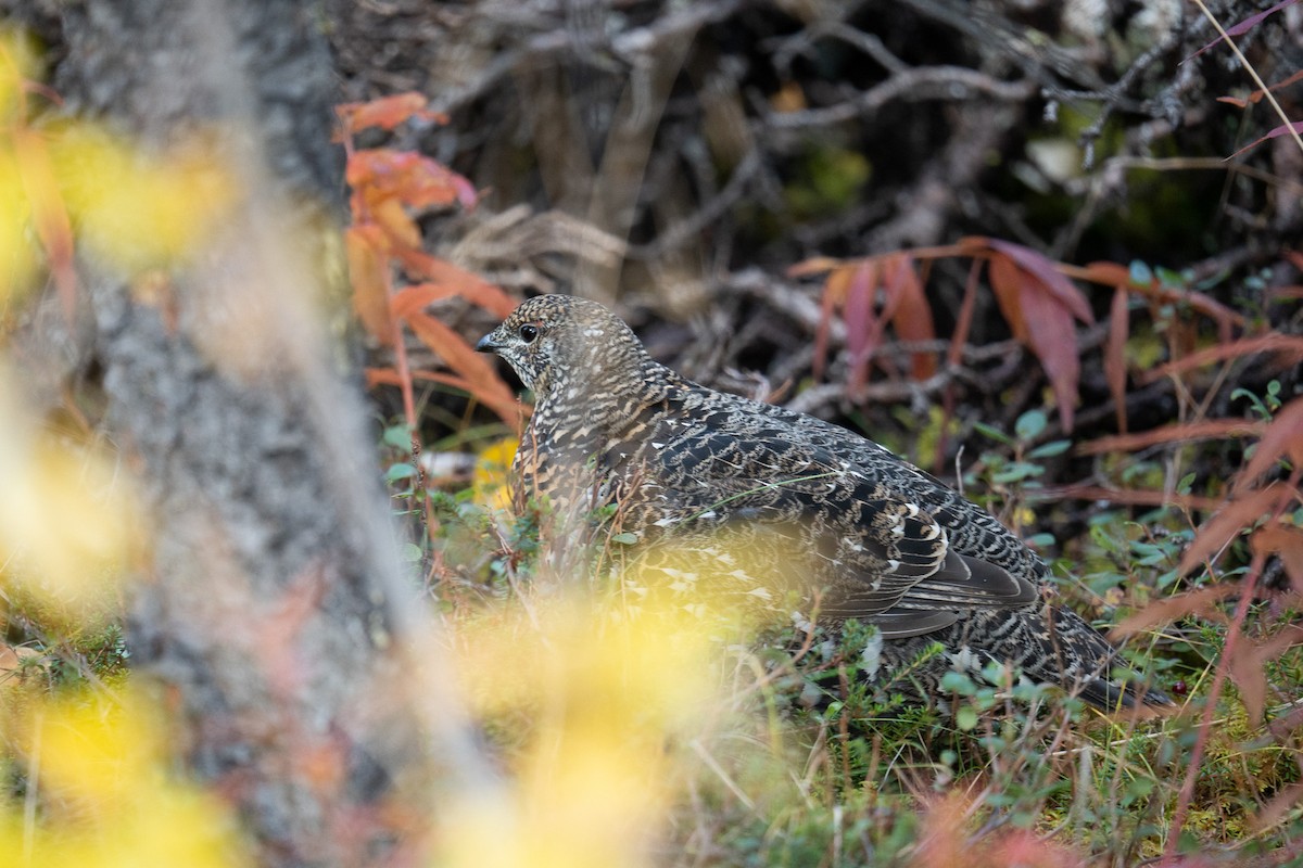 Spruce Grouse - ML624598020