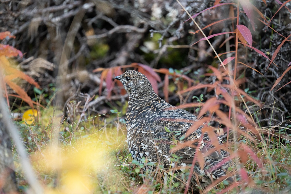 Spruce Grouse - ML624598021
