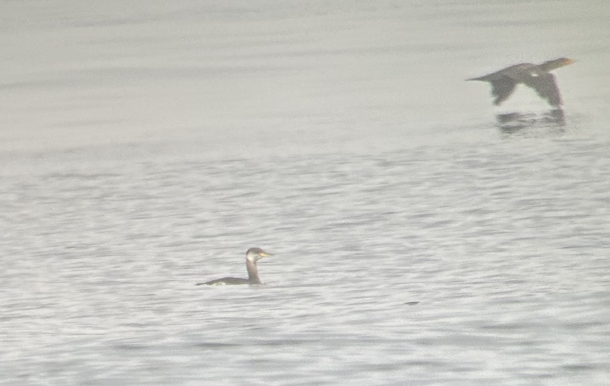Red-necked Grebe - ML624598347