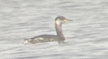Red-necked Grebe - ML624598348