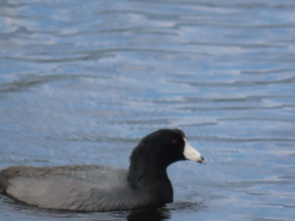 American Coot - ML624598460