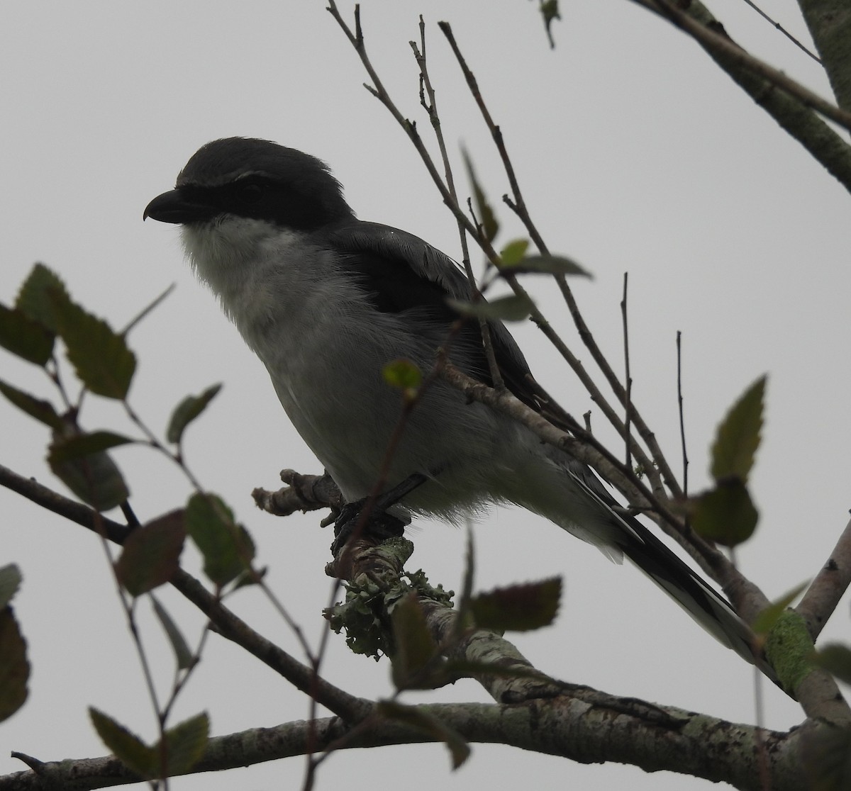 Loggerhead Shrike - ML624598467