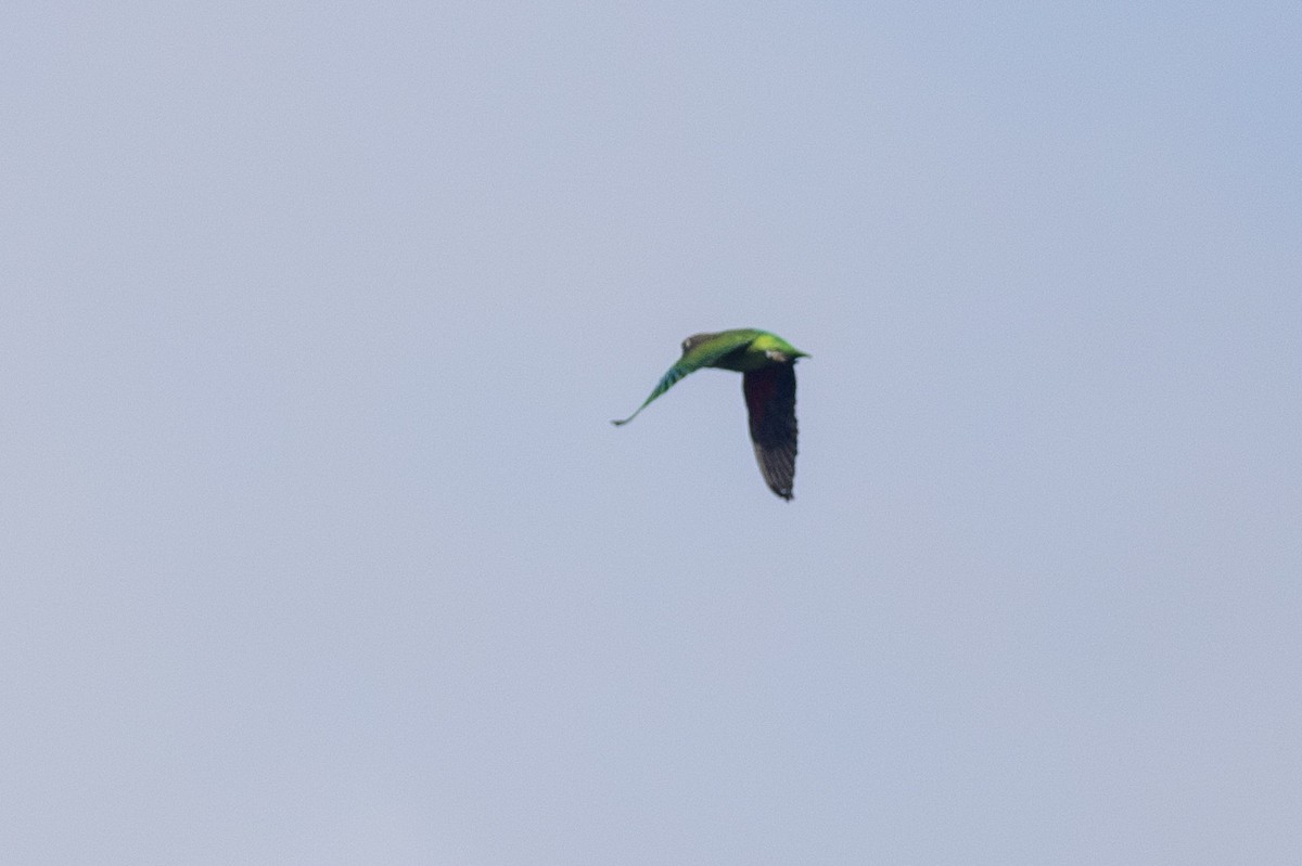 Blue-rumped Parrot - ML624598524