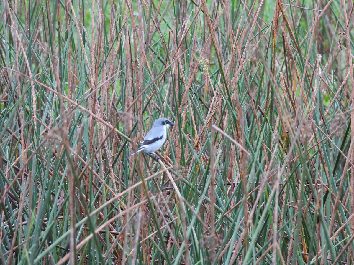 Loggerhead Shrike - ML624598565