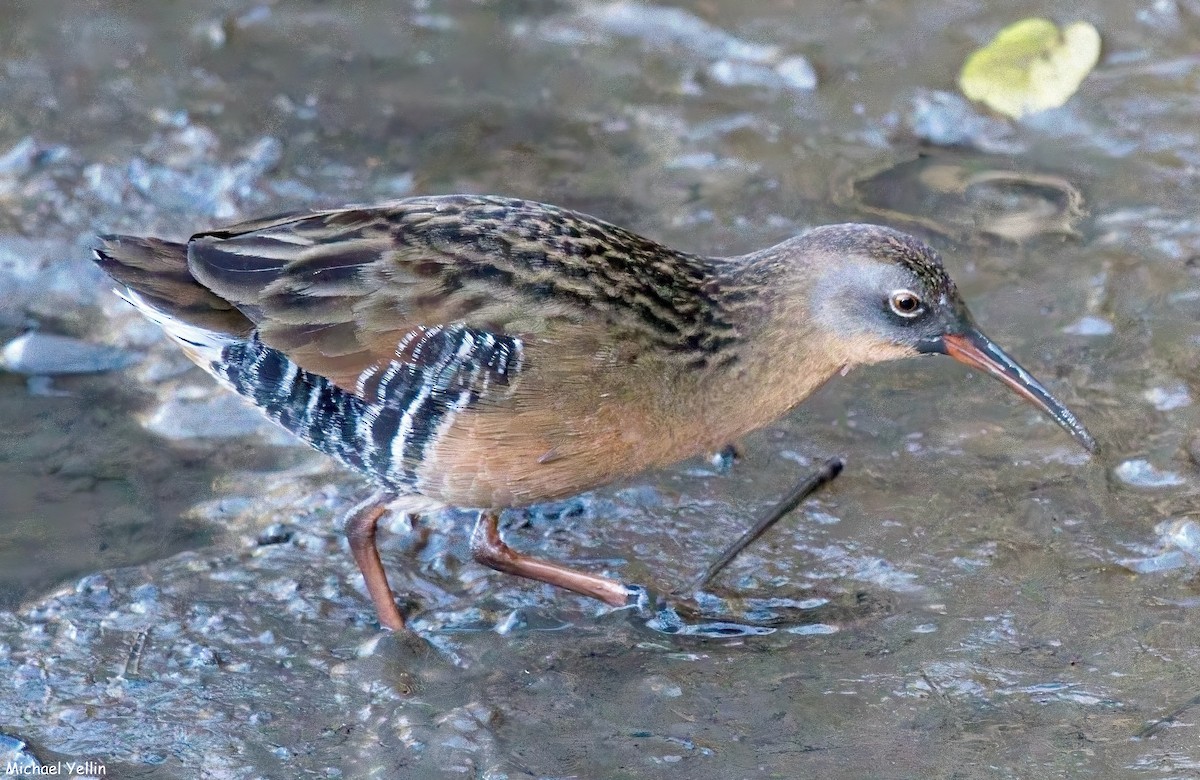 Virginia Rail - ML624598827
