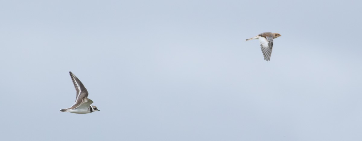 Snow Bunting - ML624598865