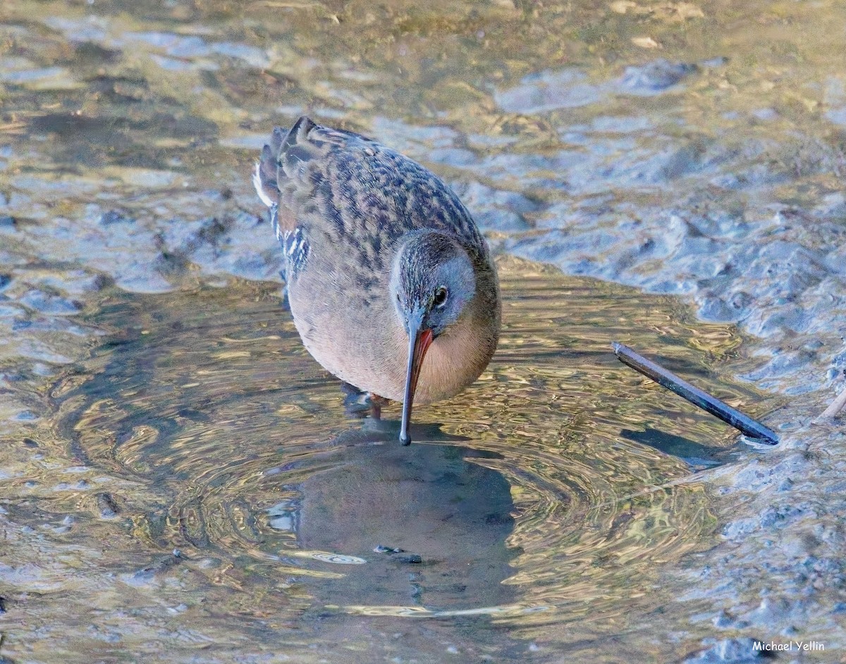 Virginia Rail - ML624598901
