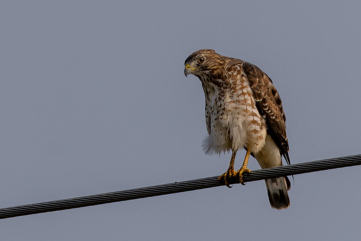 Broad-winged Hawk - ML624598941
