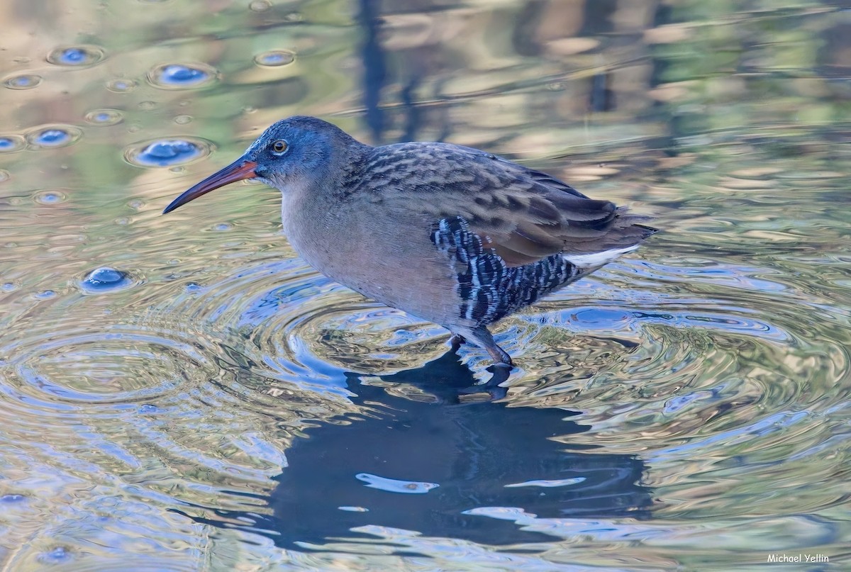Virginia Rail - ML624599148