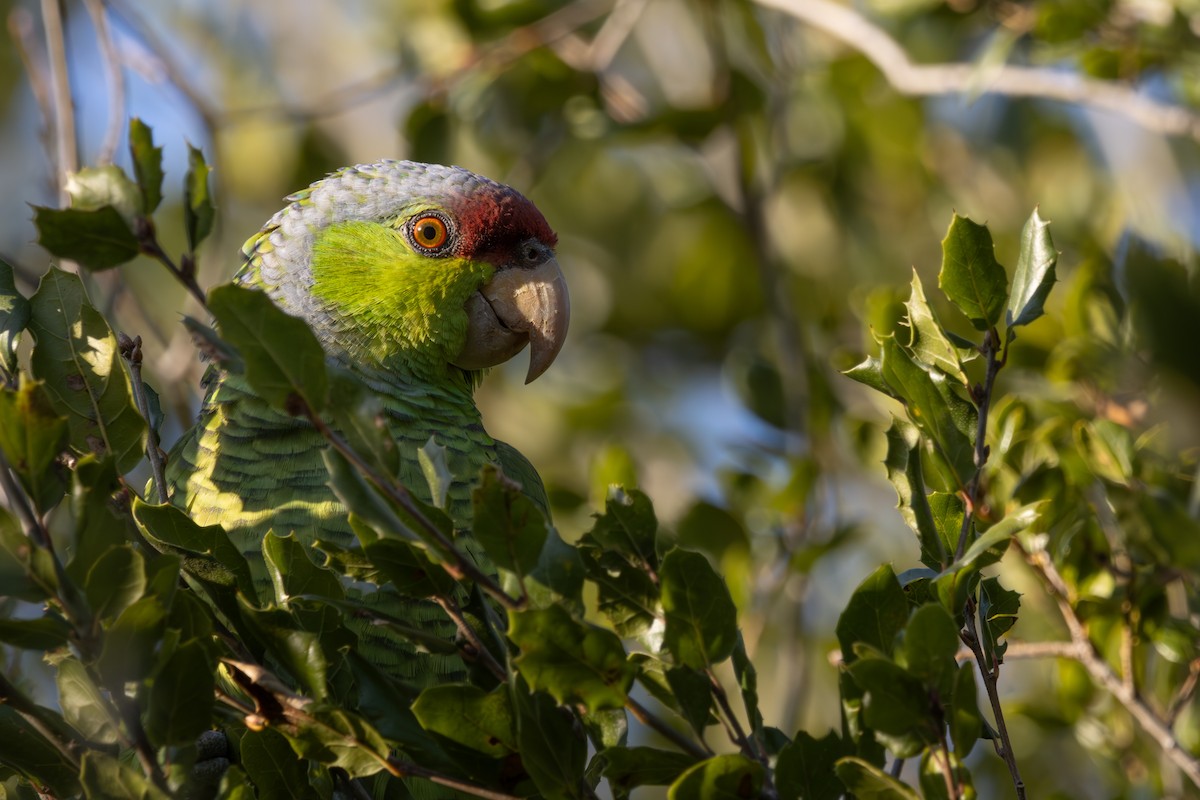 Lilac-crowned Amazon - ML624599199