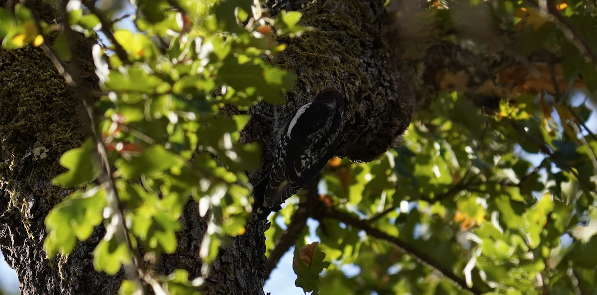 Red-breasted Sapsucker - ML624599340