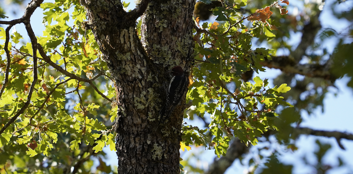 Red-breasted Sapsucker - ML624599341