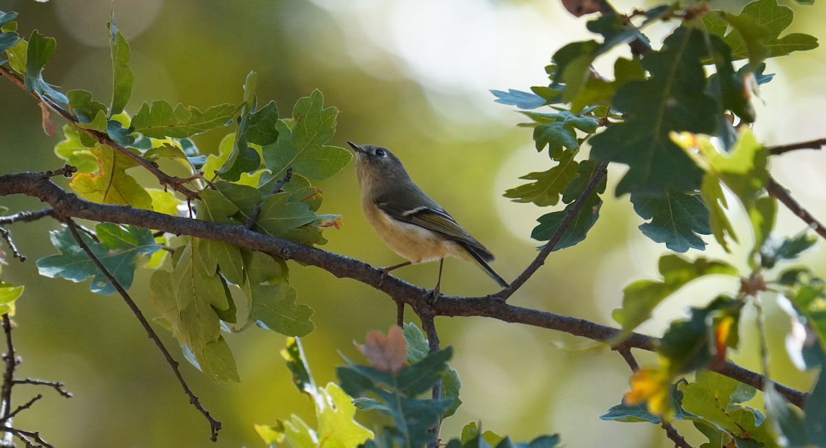 Ruby-crowned Kinglet - ML624599377